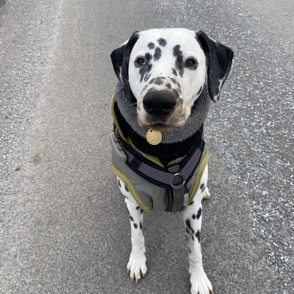Hundetreffen-Social Walk mit Freilaufoption-Profilbild
