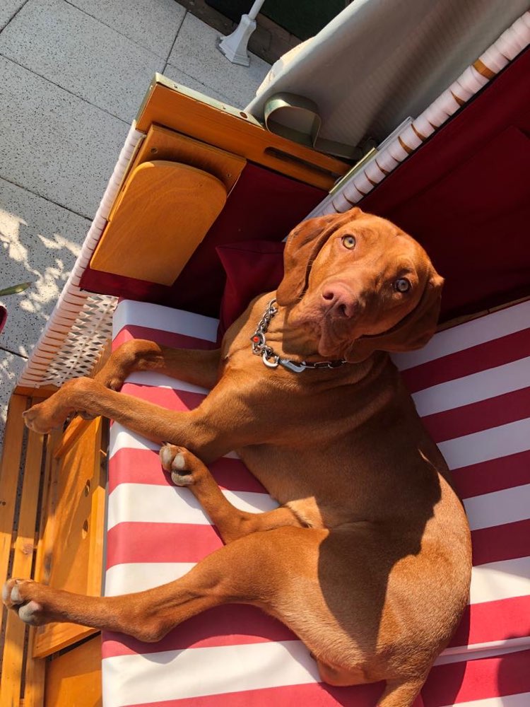 Hundetreffen-Gassi Treffen-Profilbild