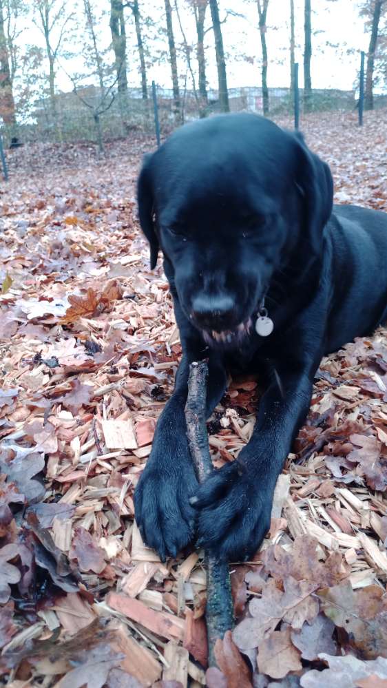 Hundetreffen-Pipikacka und Spiele Runde-Profilbild
