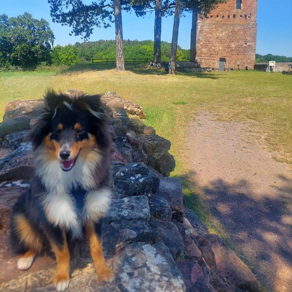 Hundetreffen-Gassipartner gesucht-Profilbild