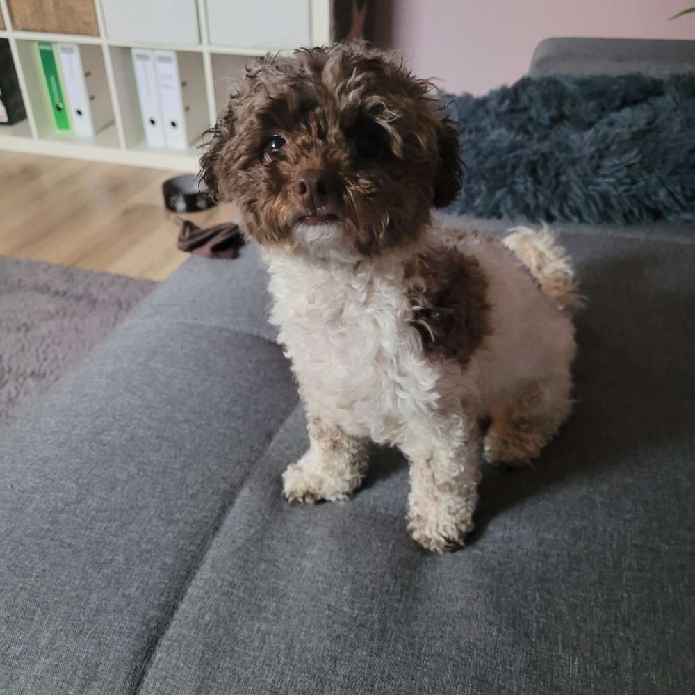 Hundetreffen-Spazier- und Spieletreffen Dornberg-Profilbild