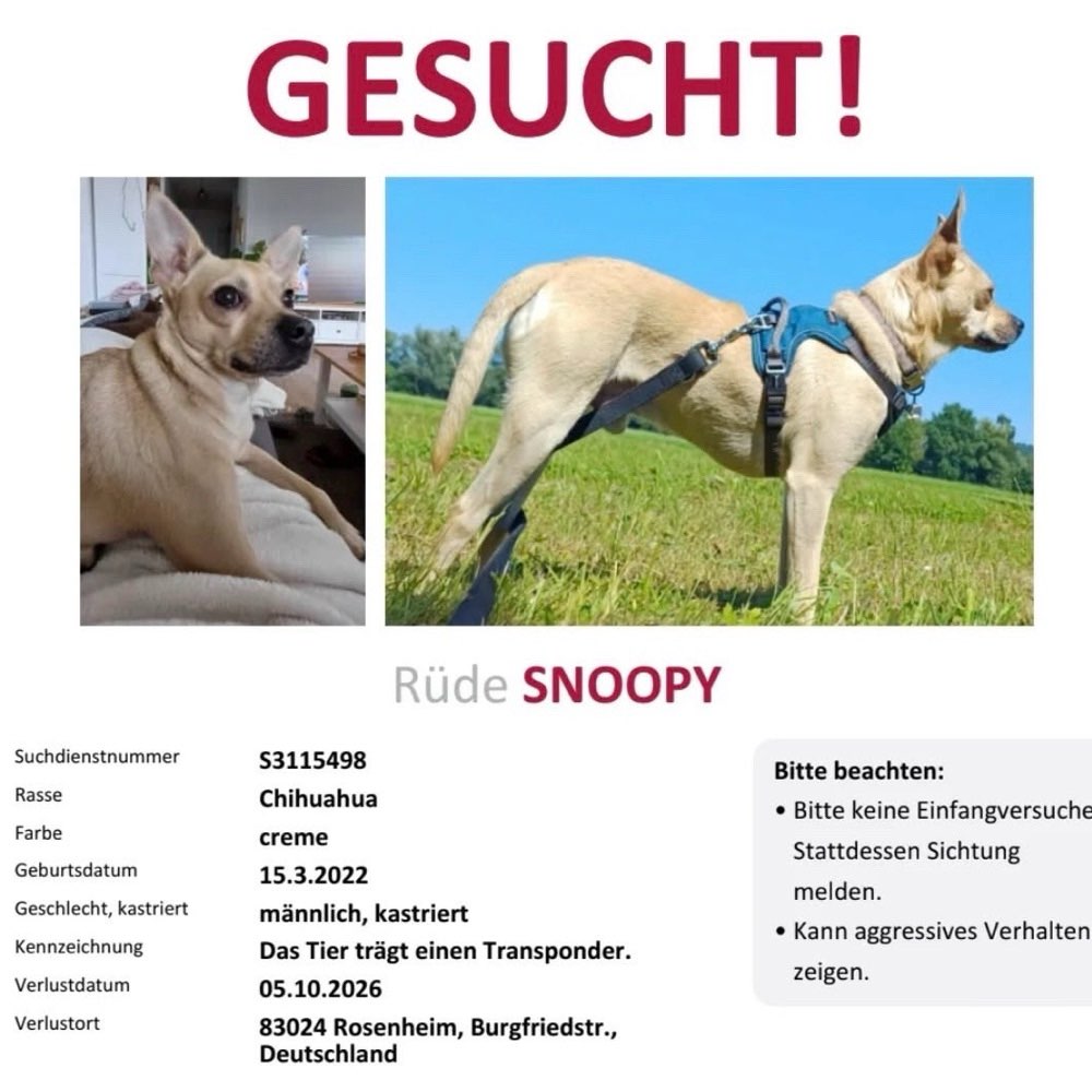 Suchmeldung-Snoopy-Profilbild