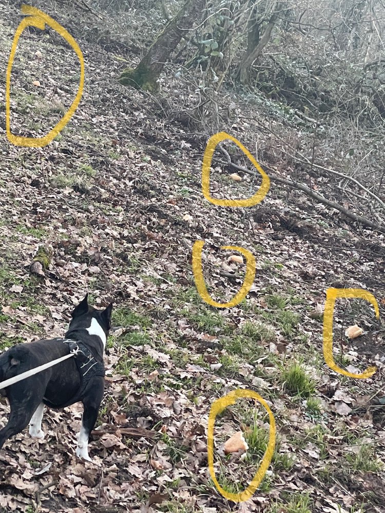 Giftköder-Keplerring / Wald bitte aufpassen!-Profilbild