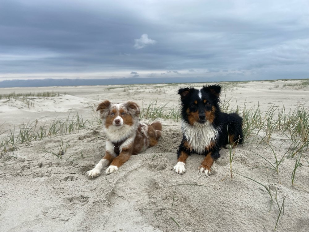 Hundetreffen-Gemeinsame Spaziergänge-Profilbild