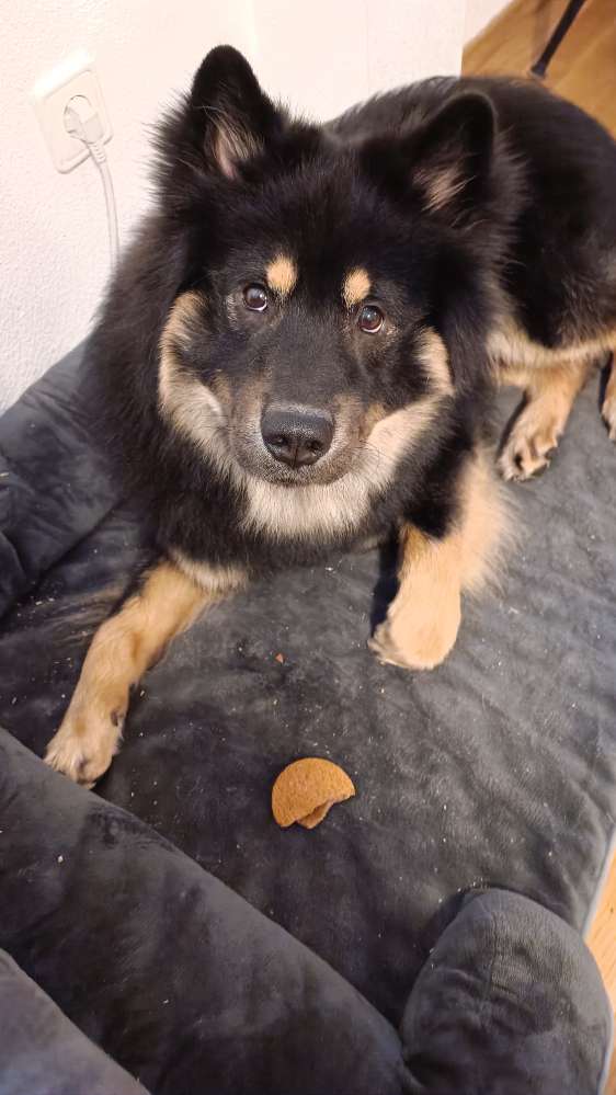 Hundetreffen-Gassi & Spielen-Profilbild