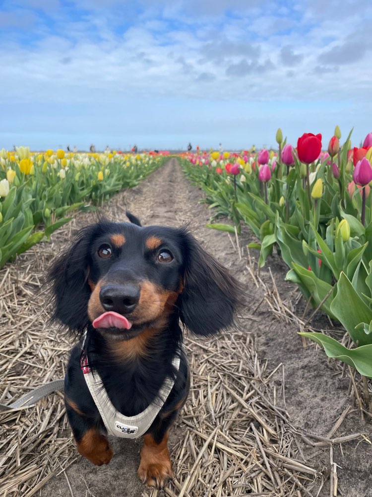 Hundetreffen-Dackel sucht Partner in Crime-Profilbild