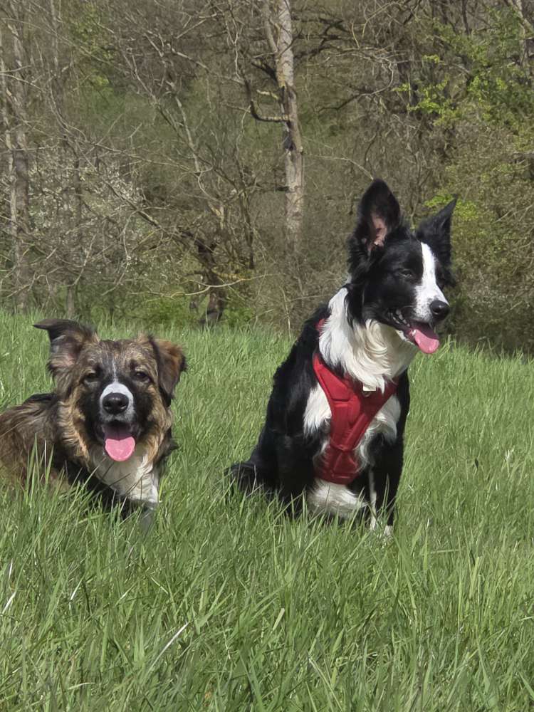 Hundetreffen-Treffen mit 2 Border Collies-Profilbild