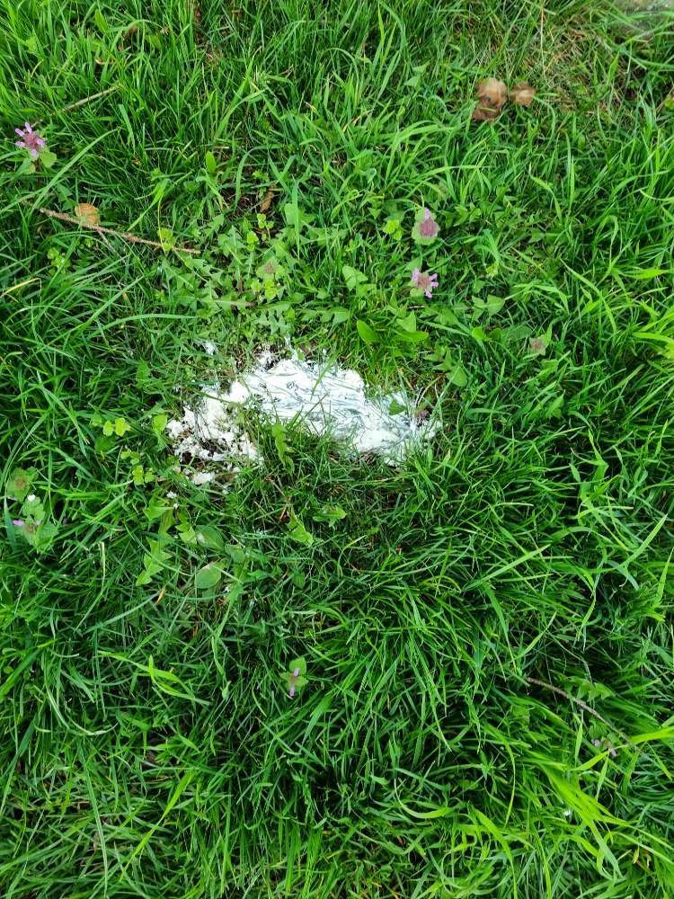 Giftköder-Vermutlich Giftköder-Profilbild