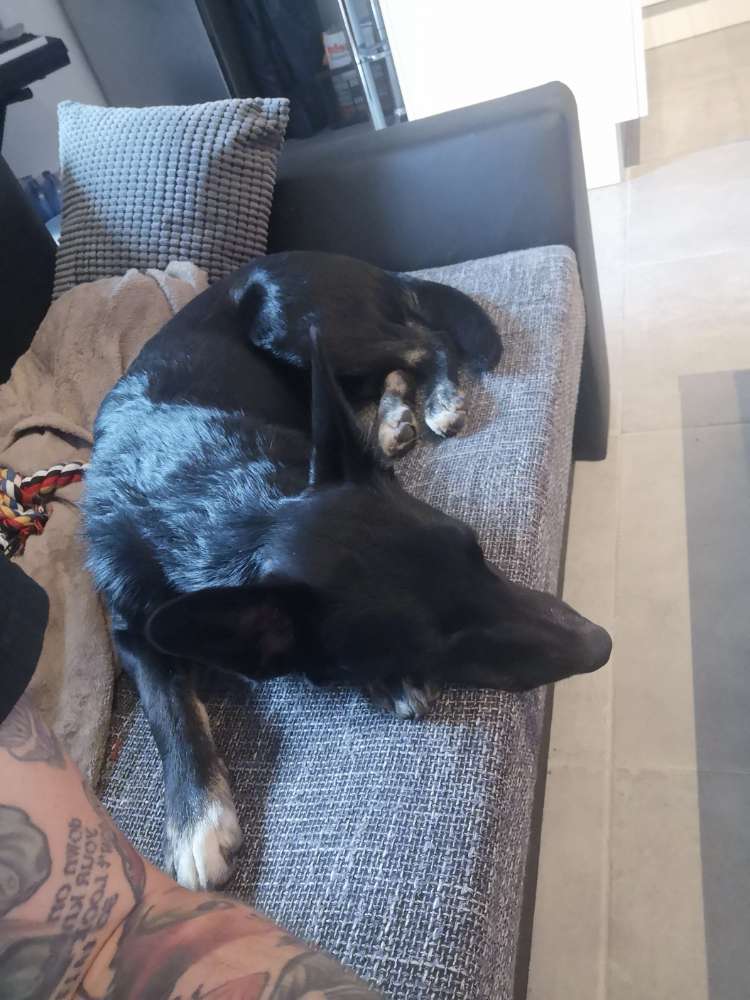 Hundetreffen-Hundebegegnungen gesucht-Profilbild