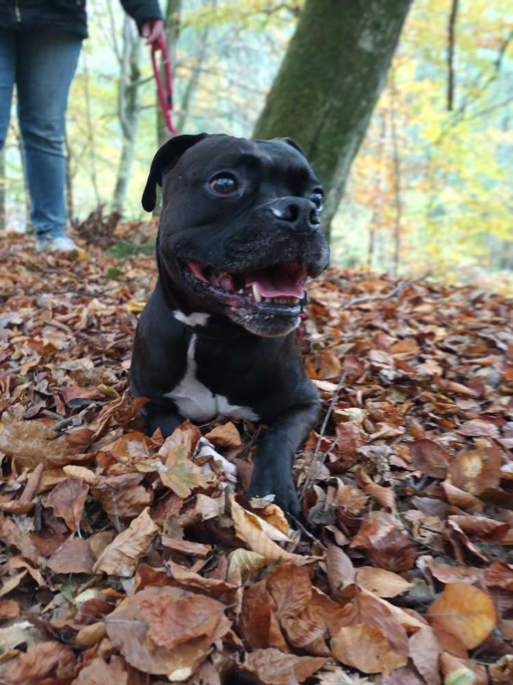 Hundetreffen-Suche ein Gassi/Spielgefährten für ein Boxer Mix rüden-Profilbild