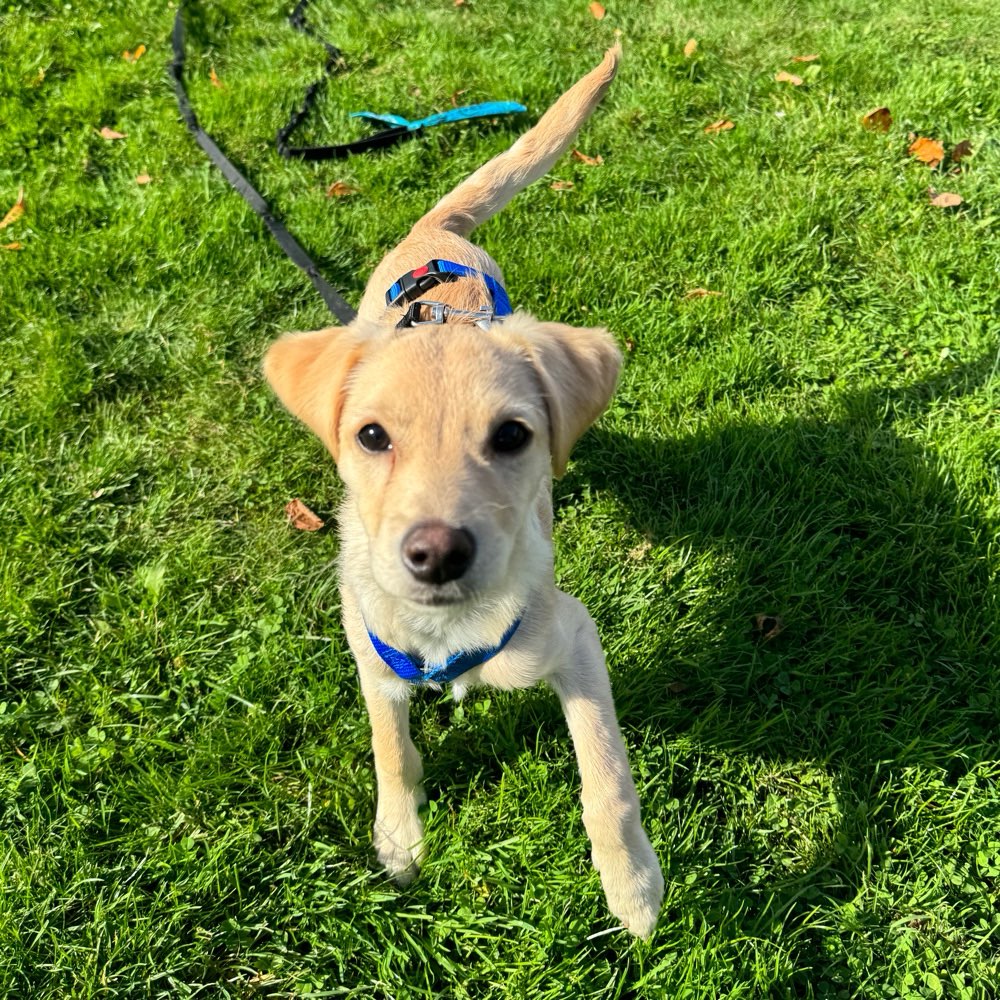 Hundetreffen-Jundhunde/ Welpenfreunde gesucht❤️-Profilbild