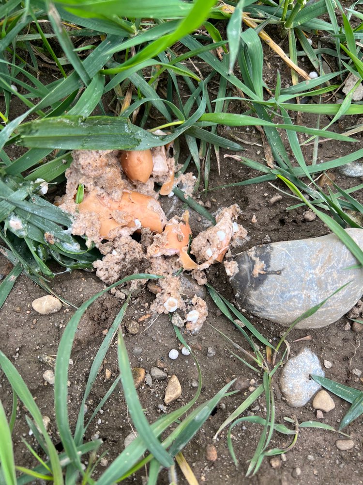 Giftköder-Möglicher Giftköder-Profilbild