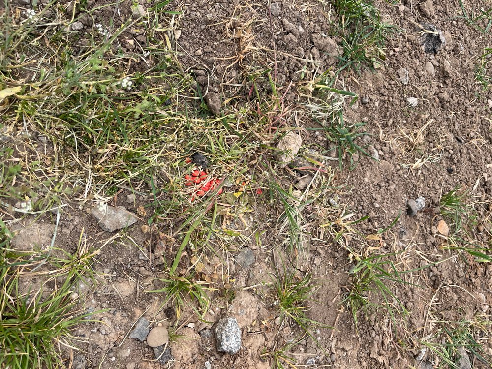 Giftköder-Verdächtige rote Körner-Profilbild