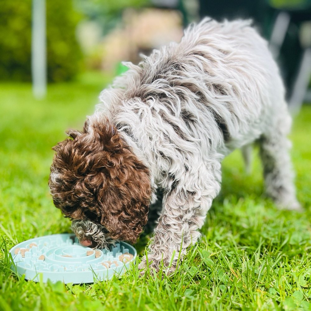 Hundetreffen-Welpentreffen gesucht-Profilbild