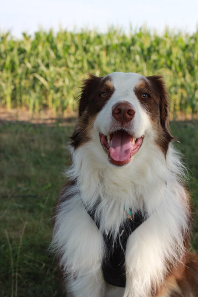 Hundetreffen-Trainingsspaziergang-Profilbild