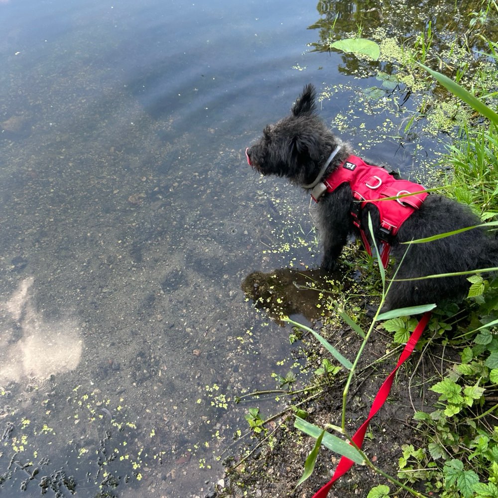 Hundetreffen-Gemeinsame Gassirunden/ Training-Profilbild