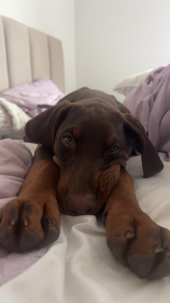 Hundetreffen-Spiel Freunde gesucht-Profilbild