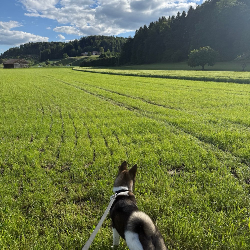 Hundetreffen-Spazieren & Spielen ❤️-Profilbild