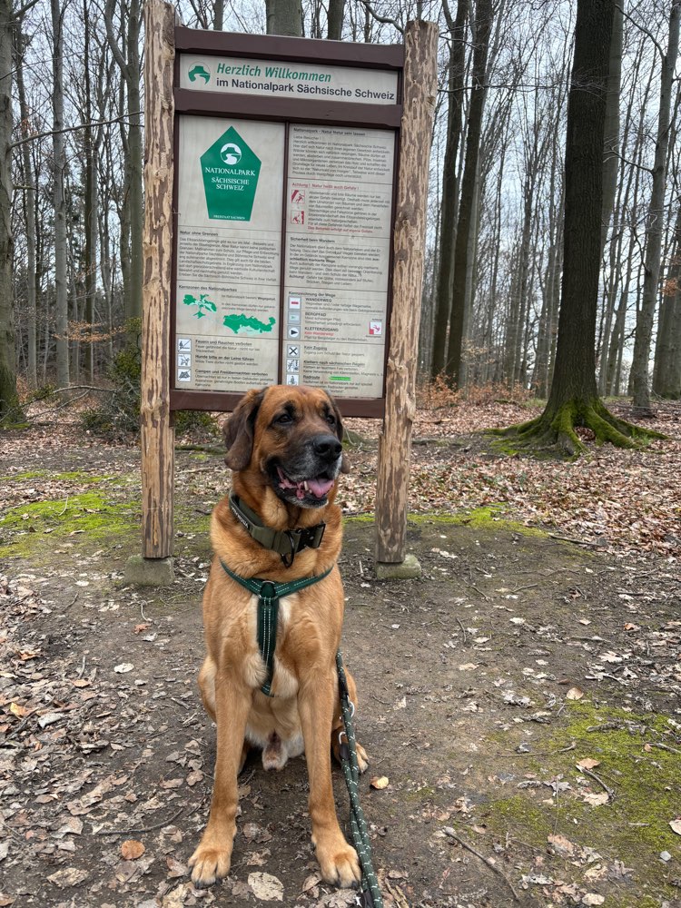 Hundetreffen-Gassikumpels gesucht-Profilbild