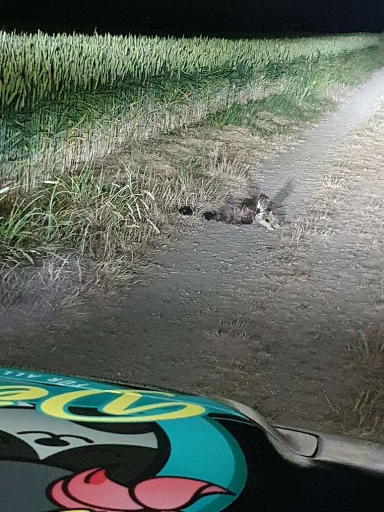 Giftköder-Tote Katze-Profilbild