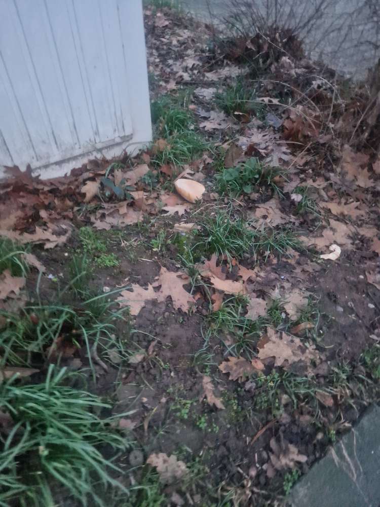 Giftköder-Möglicher Giftköder-Profilbild