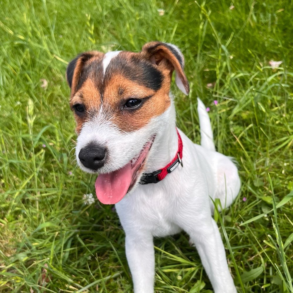 Hundetreffen-Treffen zum Gassi Gehen oder Spielen-Profilbild