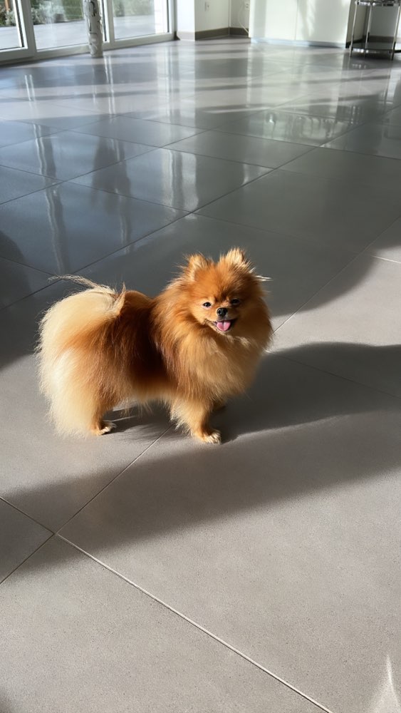 Hundetreffen-Gassipartner gesucht-Profilbild