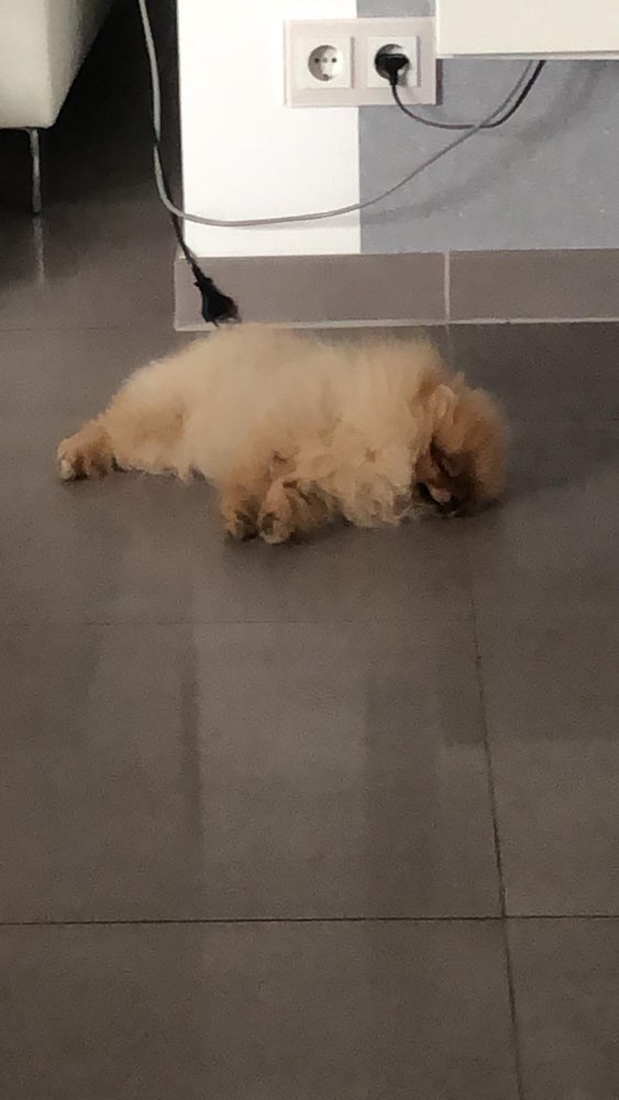 Hundetreffen-Hundetreff in Jüchen (kleine/mittelgroße)-Profilbild