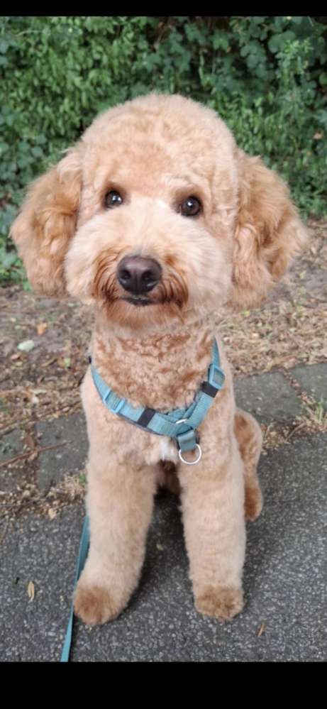 Hundetreffen-Treffen zum Spazieren und spielen gesucht-Profilbild