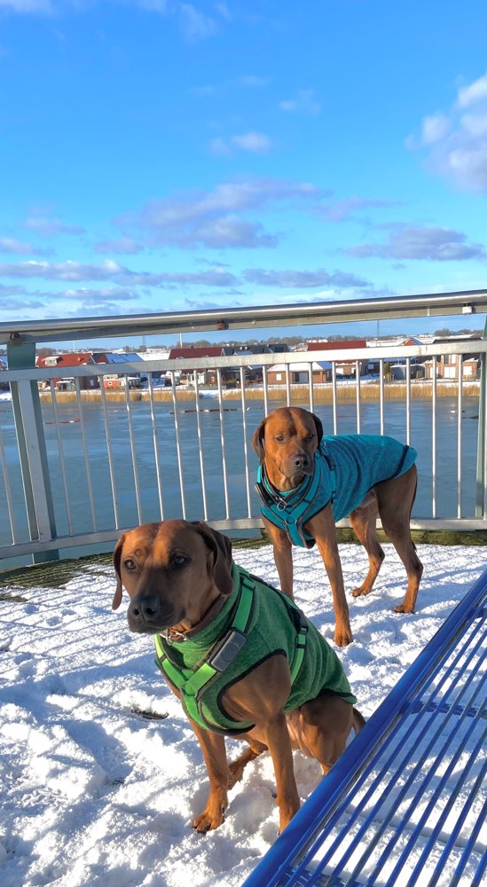 Hundetreffen-Meine Rhodesian Ridgebacks würden sich über Begleiter freuen.Spaziergänge,-Profilbild