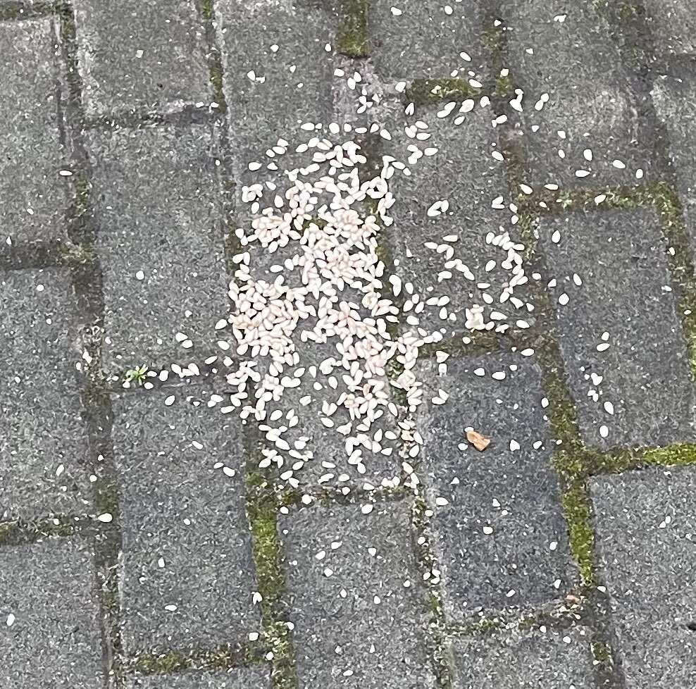 Giftköder-Möglicher Giftköder-Profilbild