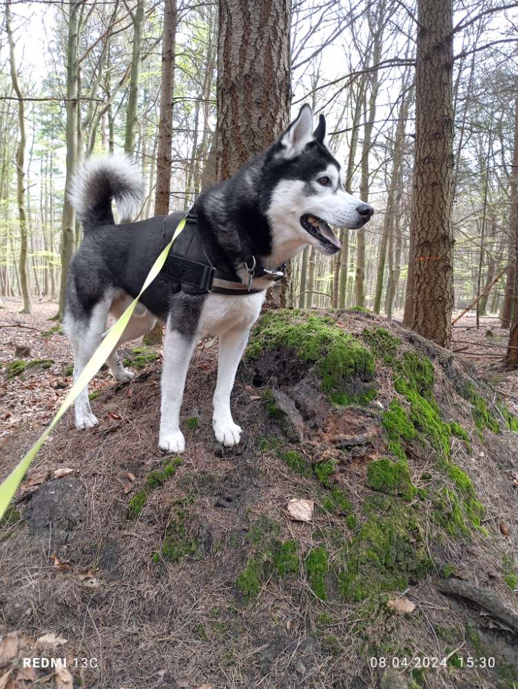 Hundetreffen-Hunde Treff Ladbergen-Profilbild