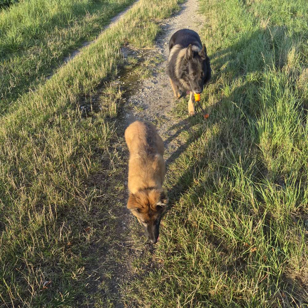 Hundetreffen-Social Walk-Profilbild