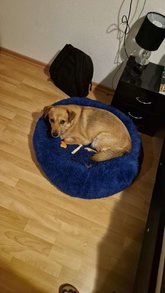 Hundetreffen-Training/ Gassirunden-Profilbild