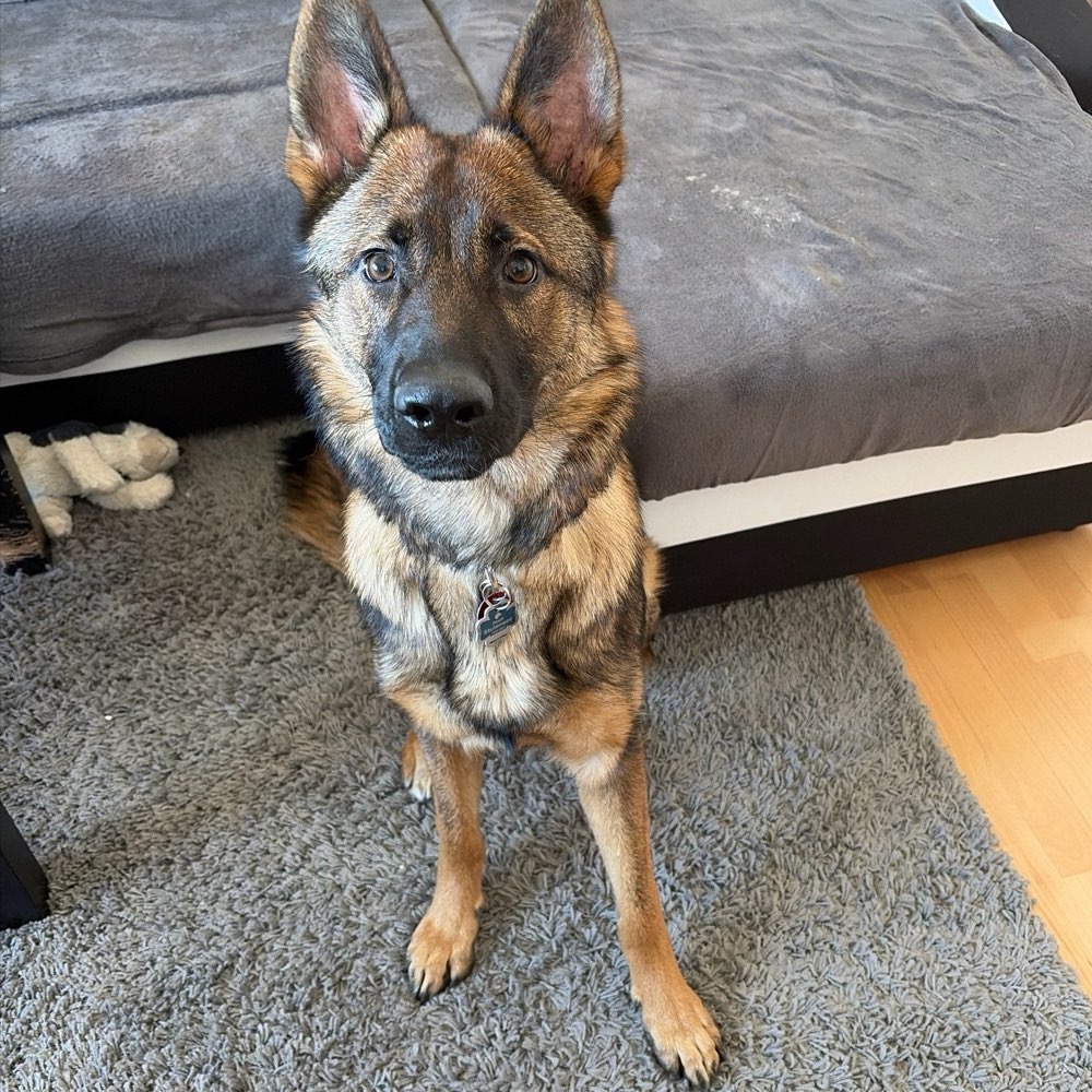 Hundetreffen-Kleine Spielrunde in Spöck-Profilbild