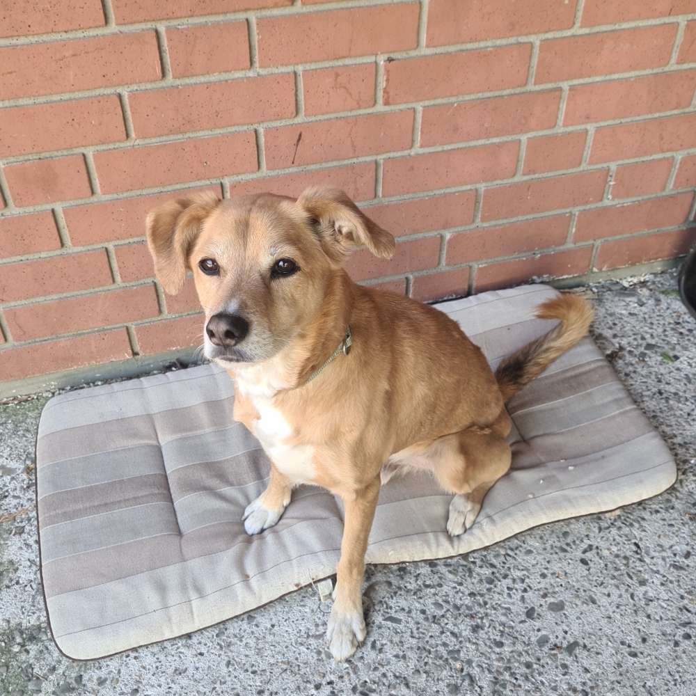 Hundetreffen-Entspannte Hunde runde gesucht-Profilbild