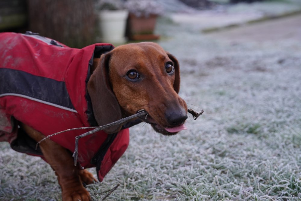 Hundetreffen-Spielfreunde-Profilbild