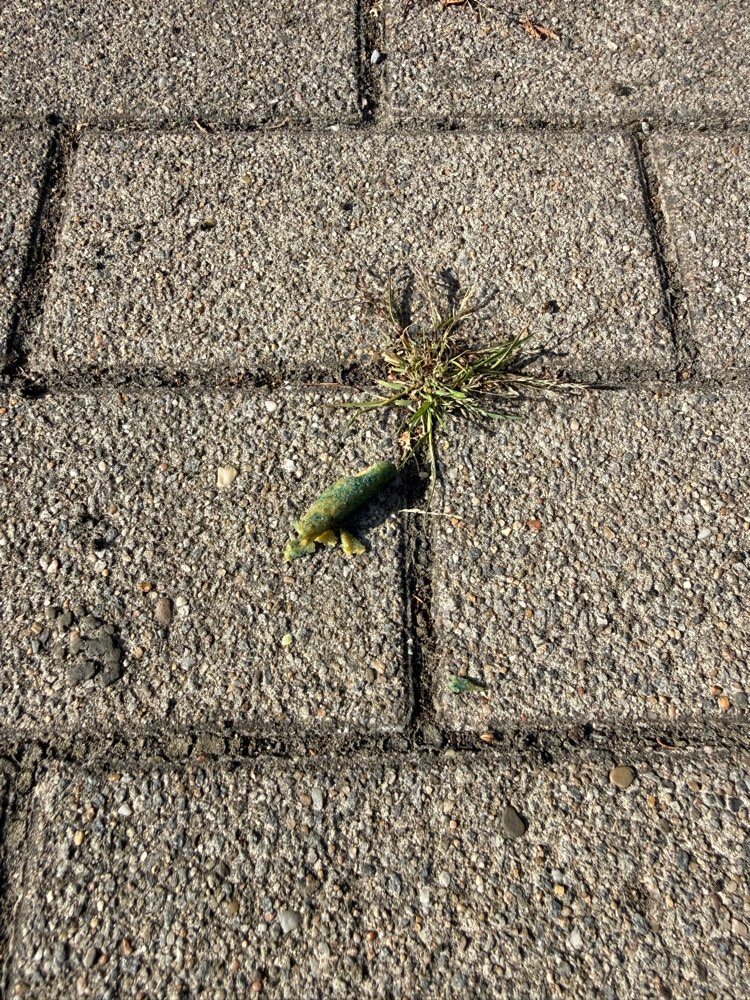 Giftköder-Blaues Zeug/möglicherweise Rattengift-Profilbild