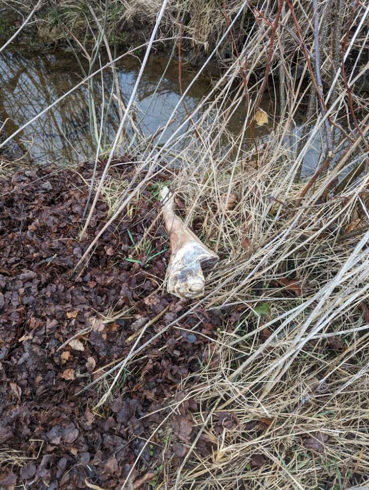 Giftköder-Schweinebein evtl Giftköder-Profilbild