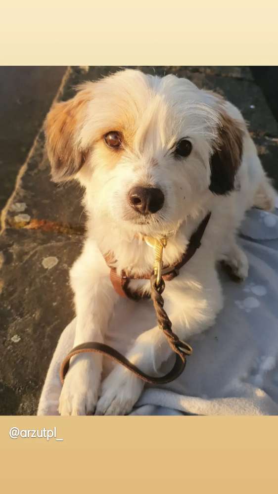 Hundetreffen-Social walk Alzeyer Umkreis-Profilbild