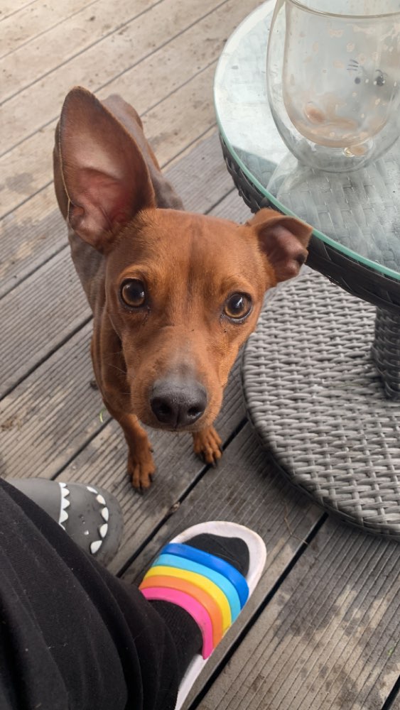 Hundetreffen-Neue Hunde Freunde finden.-Profilbild