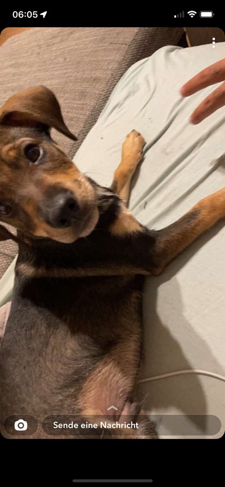 Hundetreffen-Gassirunde-Profilbild