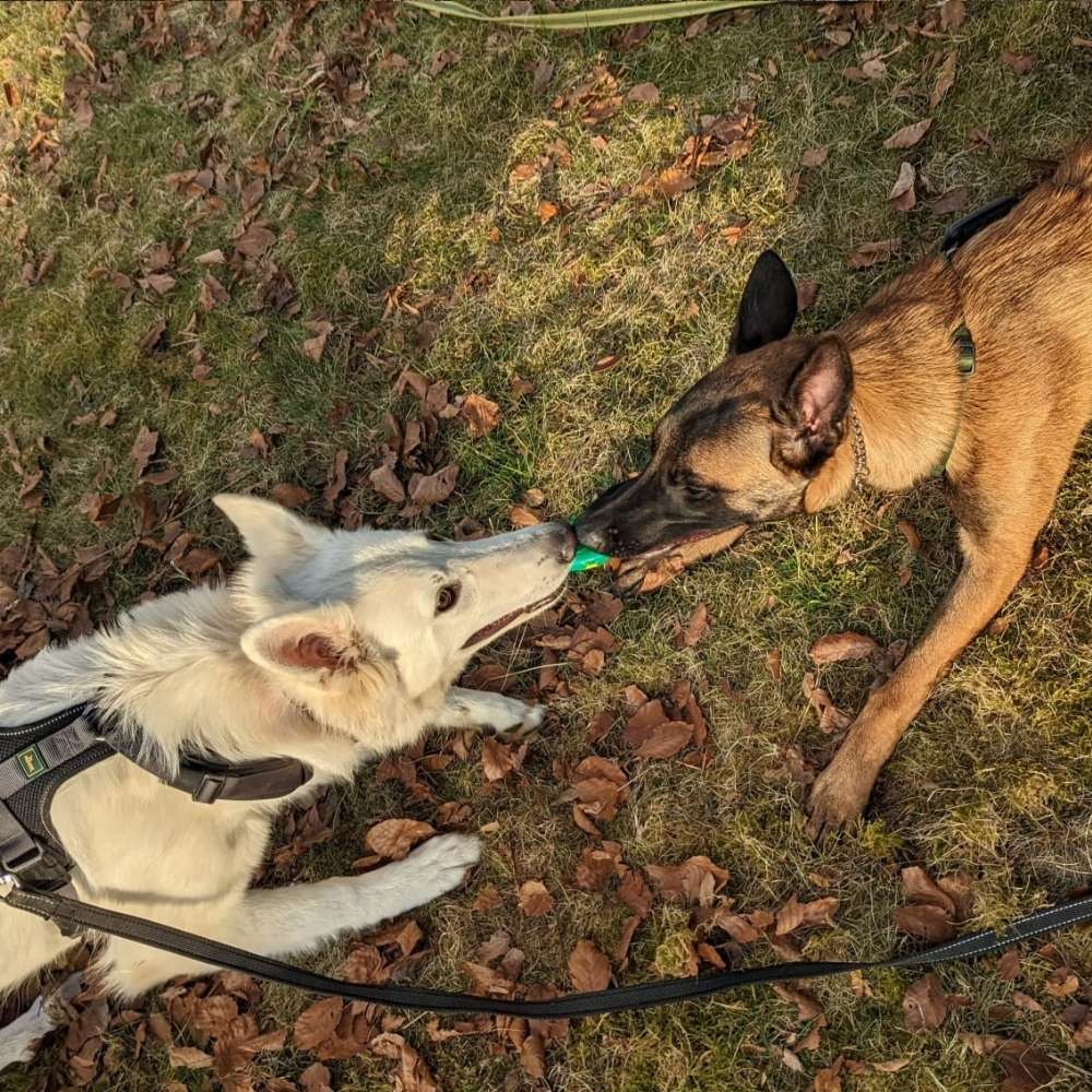 Hundetreffen-Spieltreffen und Gassirunden an Wochenenden-Profilbild