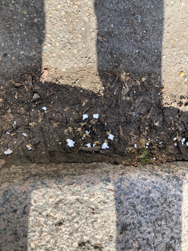 Giftköder-Weiße Körner-Profilbild