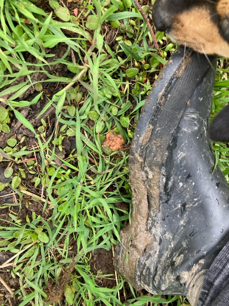 Giftköder-Wurststücke-Profilbild