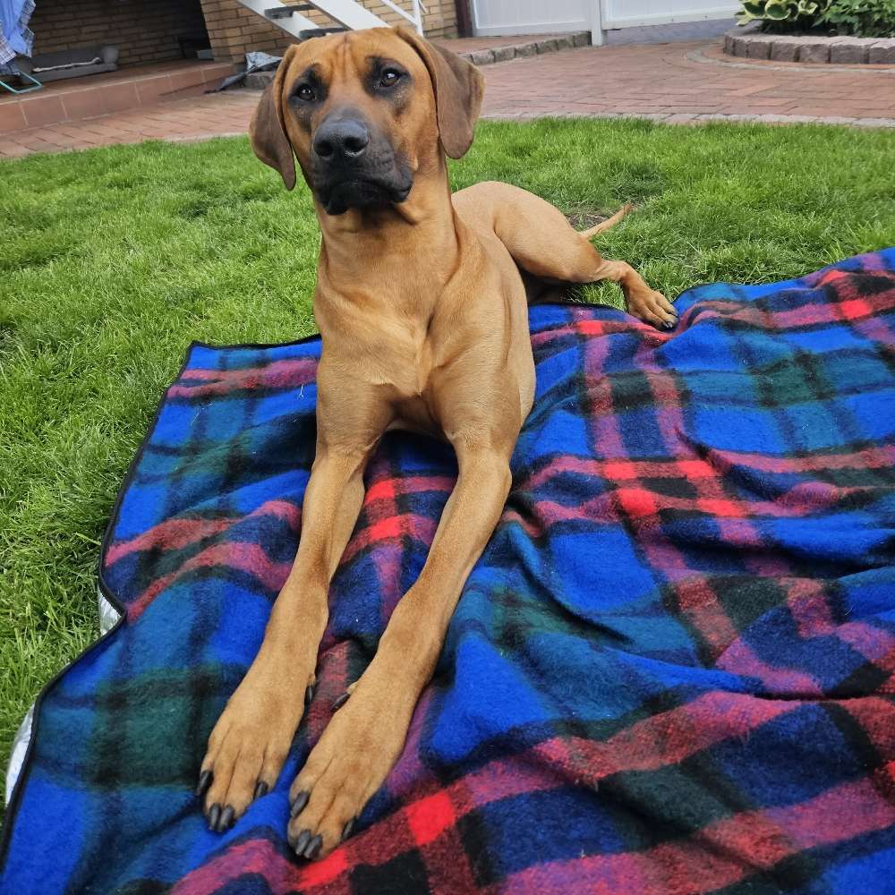 Hundetreffen-Spielgefährte/tin gesucht-Profilbild