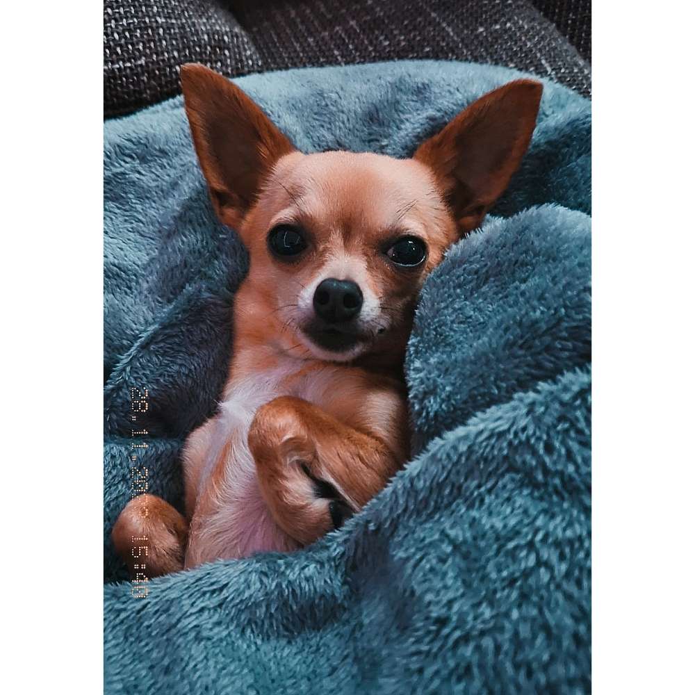 Hundetreffen-Bella Chihuahua-Profilbild