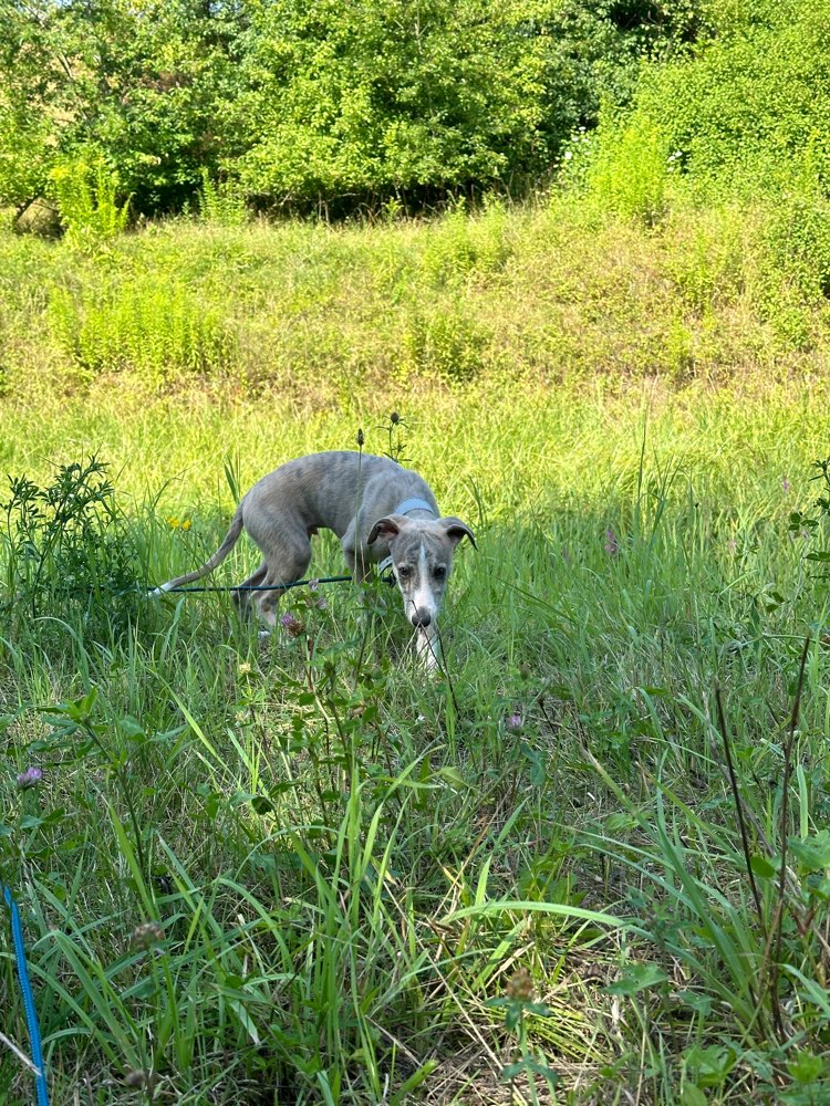 Hundetreffen-Spielfreund für 4 Monate alten Whippet gesucht-Profilbild