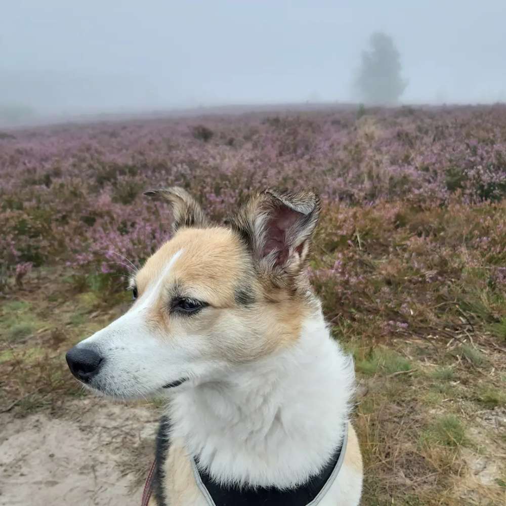 Hundetreffen-Gassirunde mit Livestream auf Twitch!-Profilbild