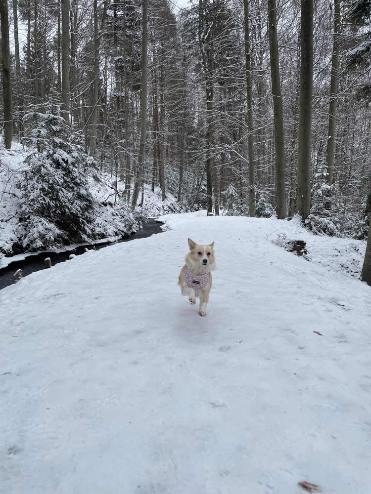 Hundetreffen-Gassi-/Spieltreff-Profilbild